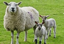 Mineral- und Vitaminkomplexe für trächtige Mutterschafe und Lämmer