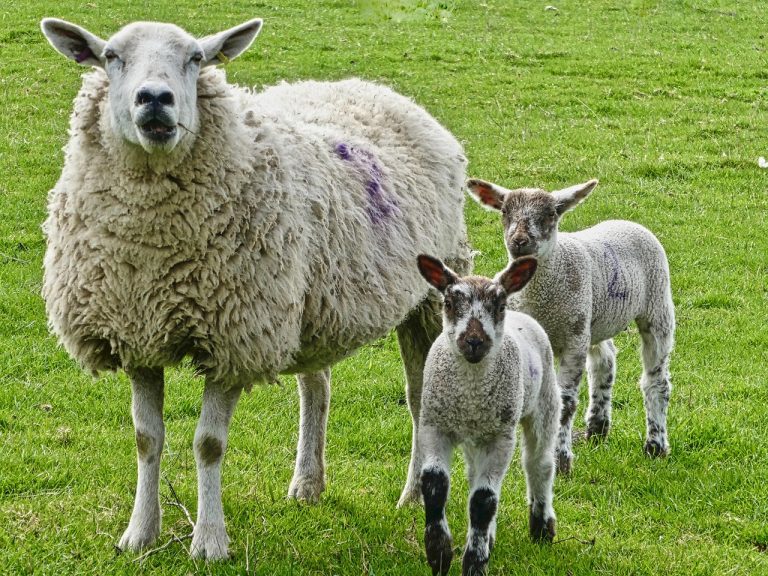 Mineral- und Vitaminkomplexe für trächtige Mutterschafe und Lämmer