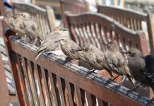 Stare im Milchviehstall – Milchrindtag MV 2026