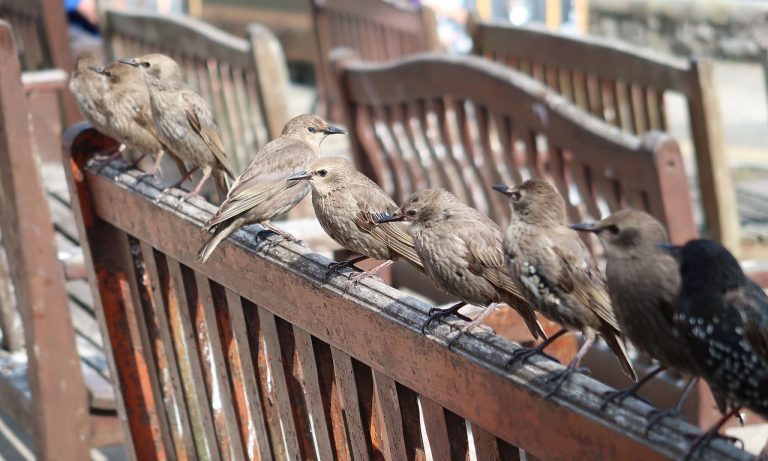 Stare im Milchviehstall – Milchrindtag MV 2026