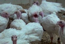 Beurteilung von Pickverletzungen bei Puten