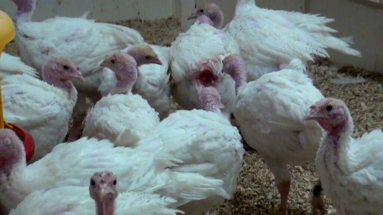 Beurteilung von Pickverletzungen bei Puten