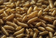 Wie klimafreundlich ist Insektenprotein wirklich?