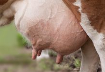 Mastitis und Eutergesundheit – gezielte Therapie und konsequentes Management