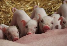 Gruppenhaltung von ferkelführenden Sauen