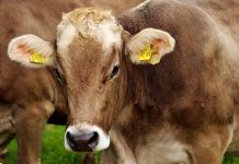 Fruchtbarkeit – Management entscheidet über den Erfolg