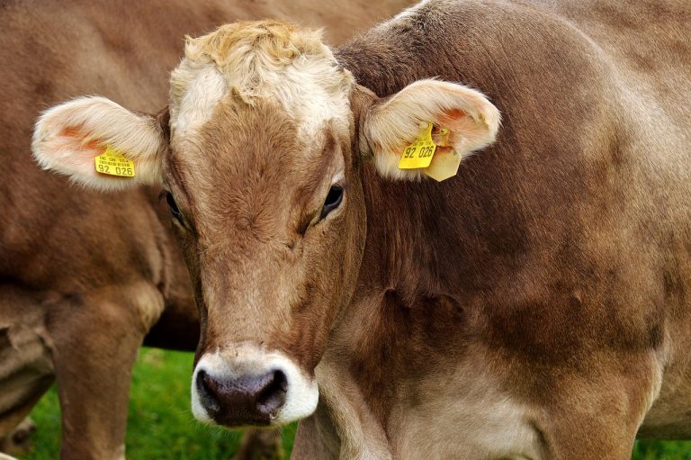 Fruchtbarkeit – Management entscheidet über den Erfolg