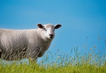 Klima-Anpassung bei europäischen Merino-Schafen mittels Landschaftsgenomik
