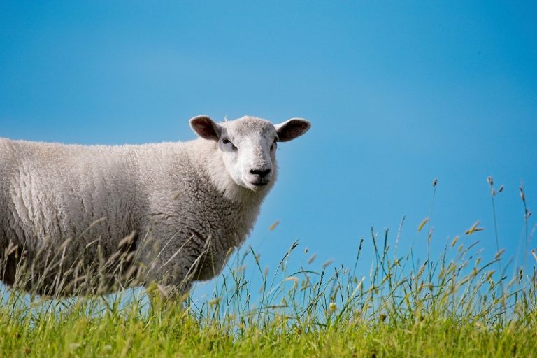 Klima-Anpassung bei europäischen Merino-Schafen mittels Landschaftsgenomik