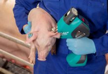 Arbeitszeit sparen bei der Ferkelimpfung: Erfahrungen nach einem Jahr Vierfachschutz