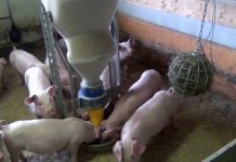 Fütterung im Fokus: Wirtschaftlichkeit durch gesunde Tiere