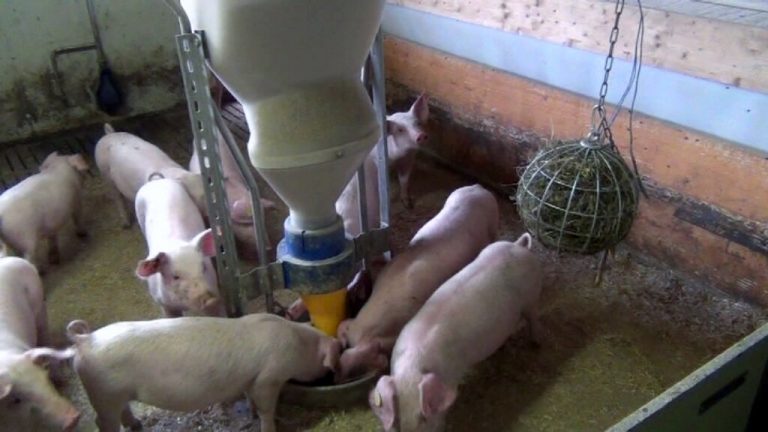 Fütterung im Fokus: Wirtschaftlichkeit durch gesunde Tiere