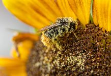 Dürre macht Hummeln schwer zu schaffen