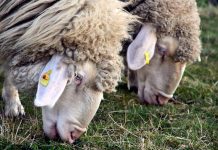 Klima-Anpassung bei europäischen Merino-Schafen mittels Landschaftsgenomik