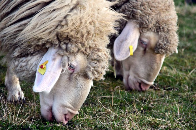 Klima-Anpassung bei europäischen Merino-Schafen mittels Landschaftsgenomik