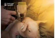 Neues kostenloses E-Book: Sicher impfen – worauf kommt es wirklich an?