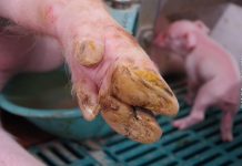 Klauengesundheit bei Sauen: Die entscheidenden Stellschrauben