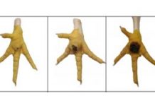 Rohprotein senken in der Fütterung von Öko-Masthühnern?