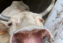CEVASCREEN Mückenprojekt: Start des Frühwarnsystems zur Überwachung der Epizootischen Hämorrhagischen Krankheit (EHD) in der Region BeNeDACH