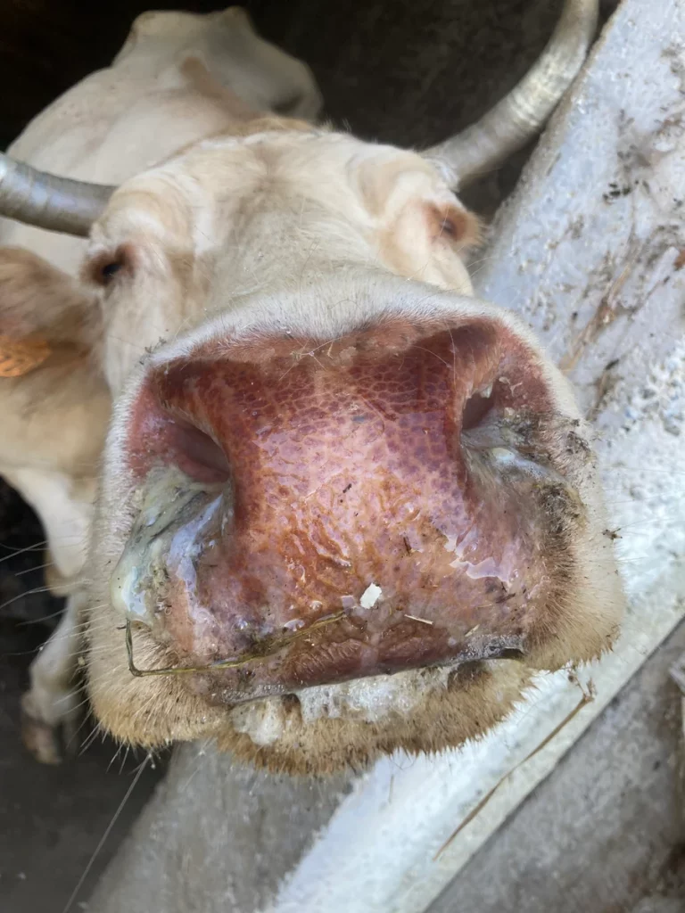 CEVASCREEN Mückenprojekt: Start des Frühwarnsystems zur Überwachung der Epizootischen Hämorrhagischen Krankheit (EHD) in der Region BeNeDACH