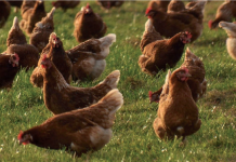 Salmonellen: Thymolbasierter Futterzusatz als Alternative zu Antibiotika? (AdA)