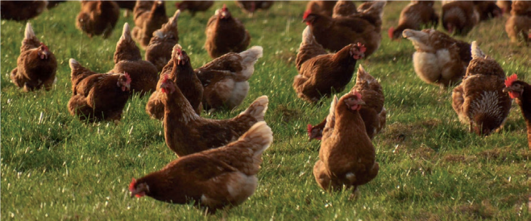 Salmonellen: Thymolbasierter Futterzusatz als Alternative zu Antibiotika? (AdA)