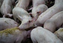 WEDA launcht innovative Strohdosierung für den Sauenbereich