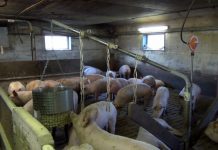 Modifikation des Mikrobioms mit Postbiotika: Eine Alternative zur Reduzierung von ETEC-Infektionen? (AdA)