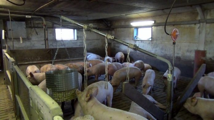 Schweine
