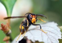 Neues „Bee Lab“ am Campus Dieburg