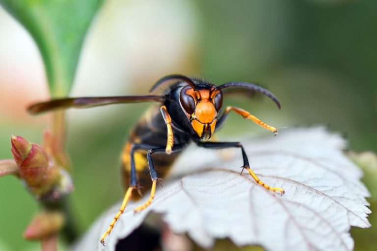 Neues „Bee Lab“ am Campus Dieburg