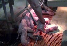 Bakterium als mögliche Ursache von Fehlgeburten bei Schweinen identifiziert