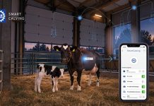EuroTier 2026 Goldmedaille: SmartCalving