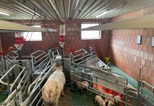 EuroTier 2026 Goldmedaille: Smarte Abferkelbucht: KI-gestützte Tierwohlanalyse und adaptive Stallsteuerung