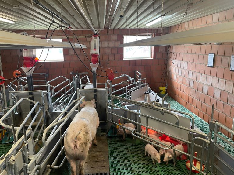 EuroTier 2026 Goldmedaille: Smarte Abferkelbucht: KI-gestützte Tierwohlanalyse und adaptive Stallsteuerung